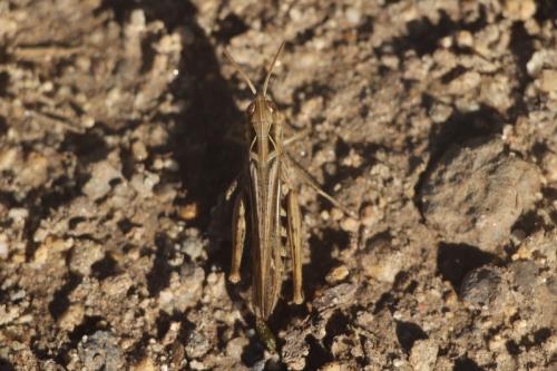 Chorthippus sp.